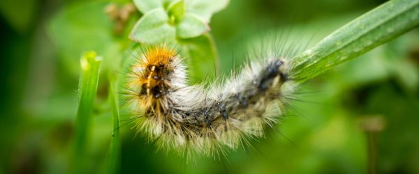 chenille processionnaire