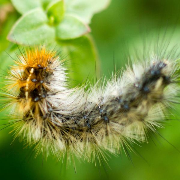 chenille processionnaire