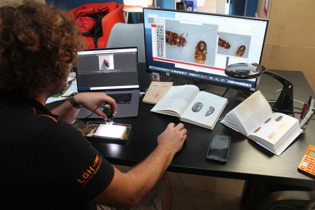 Diagnostic moustiques Toulouse