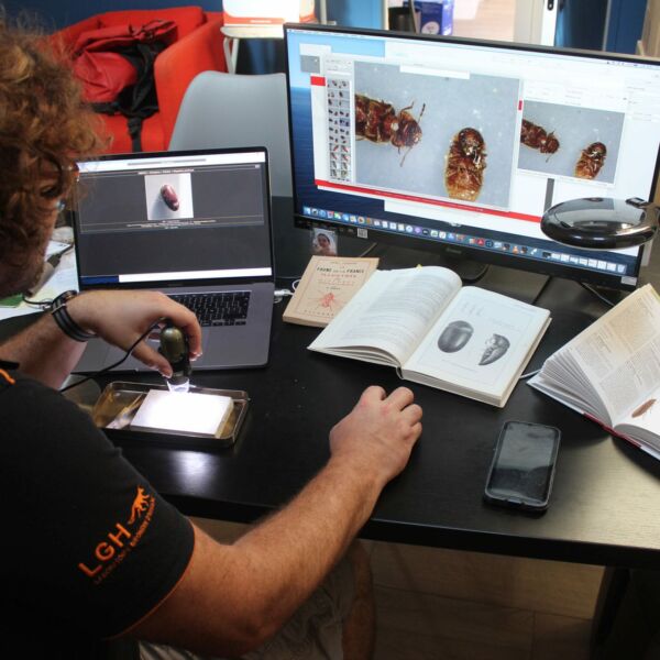 Diagnostic moustiques Toulouse