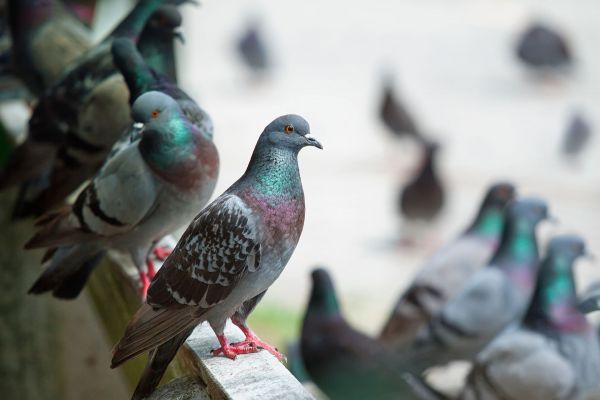 faire fuir les pigeons