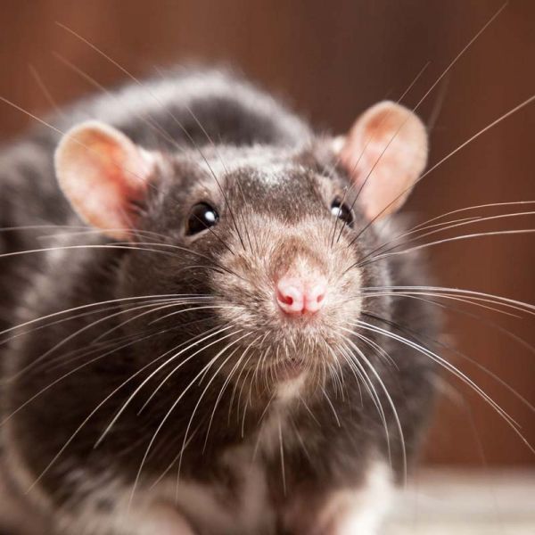 rat