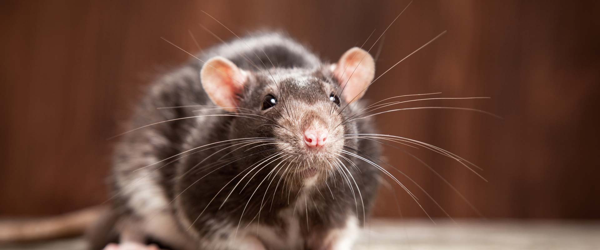 Quel piège à souris choisir ? Non mortel, électrique ou collant ?