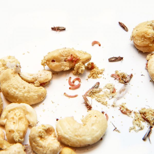 bêtes mites alimentaires