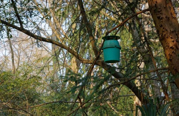 Piège à phéromones chenilles processionnaires