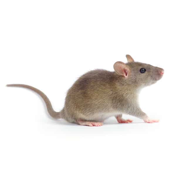 Souris domestique