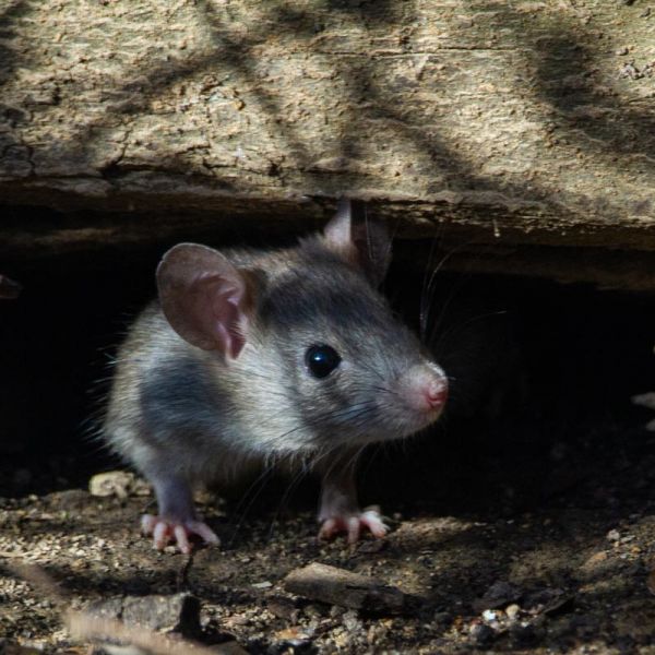 exterminer souris à bordeaux