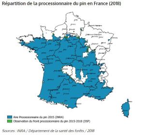 chenille processionnaire nuisible santé