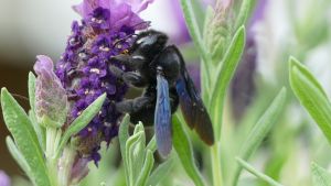 L'abeille charpentière est précieuse