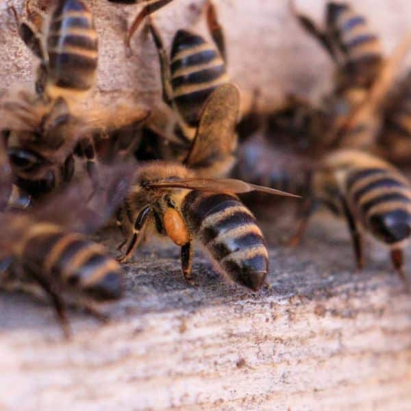 Toutes les abeilles sont précieuses