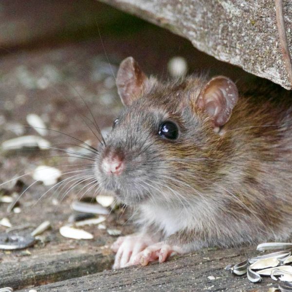 Rat compost