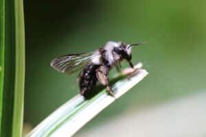 abeille sauvage