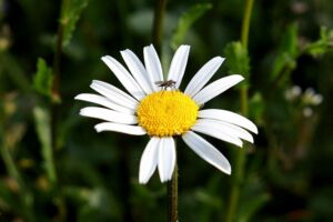 Moustique pollinisateur