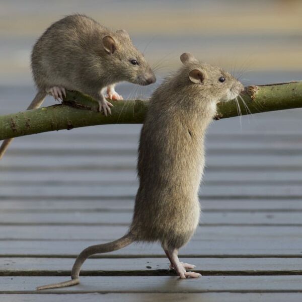 Prolifération rats à Challans