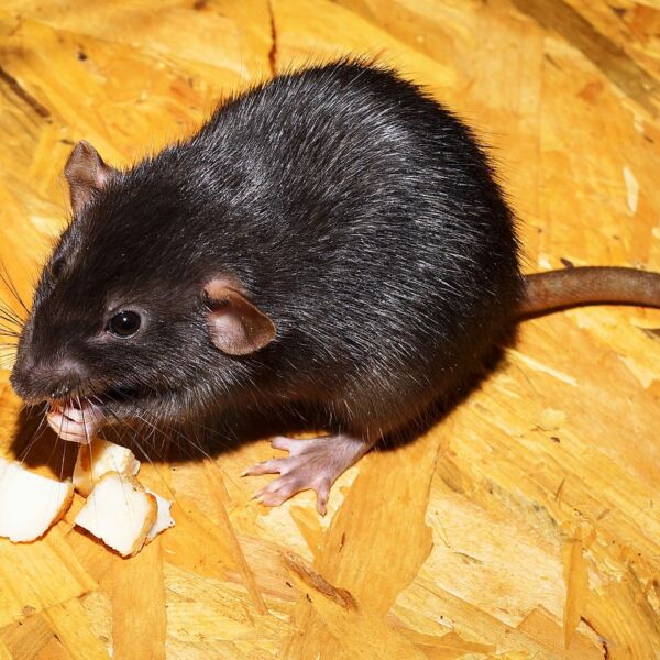 Rat noir peste