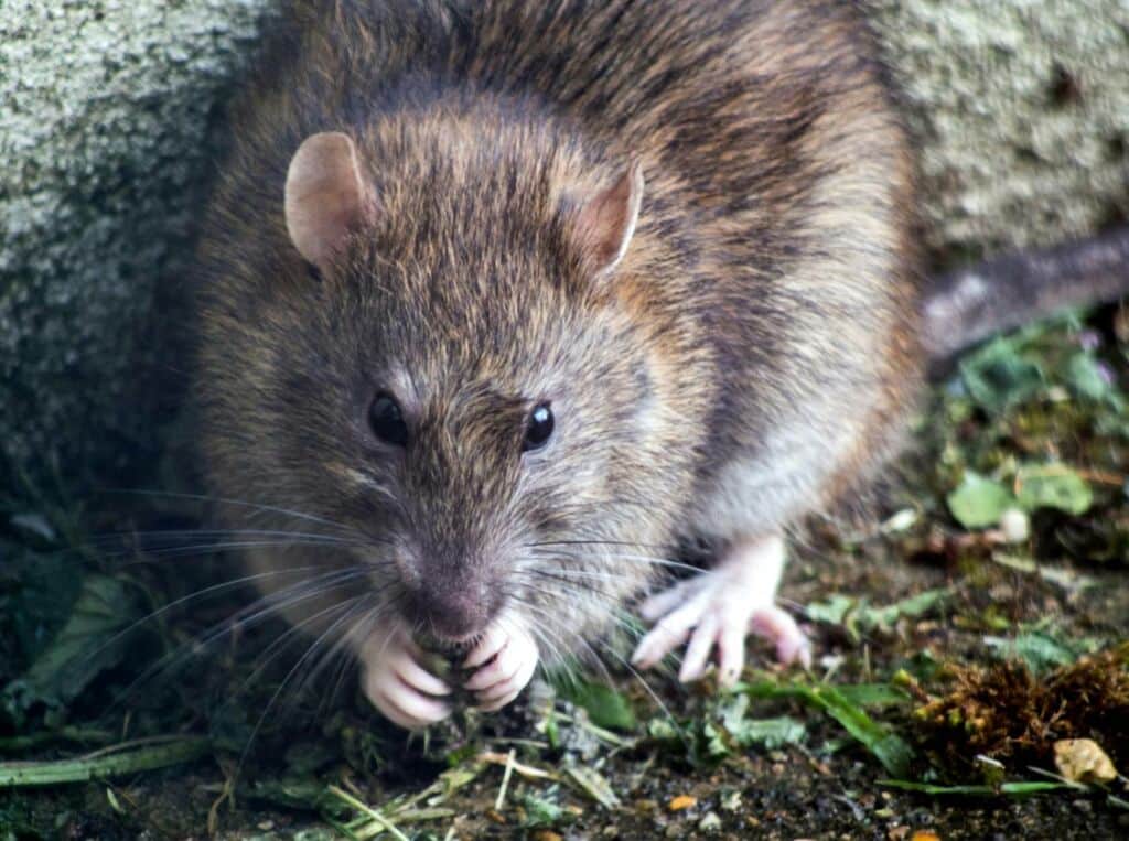 Les conséquences d'une morsure de rat LGH