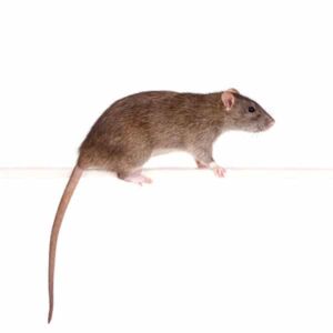 Rat vecteur de maladies