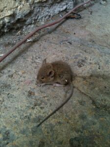 Souris contrat de sanitation