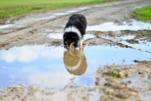 Chien eau risque leptospirose