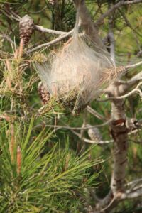 Pré-nid chenilles processionnaires du pin