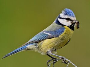 Mésange prédateur chenilles processionnaires