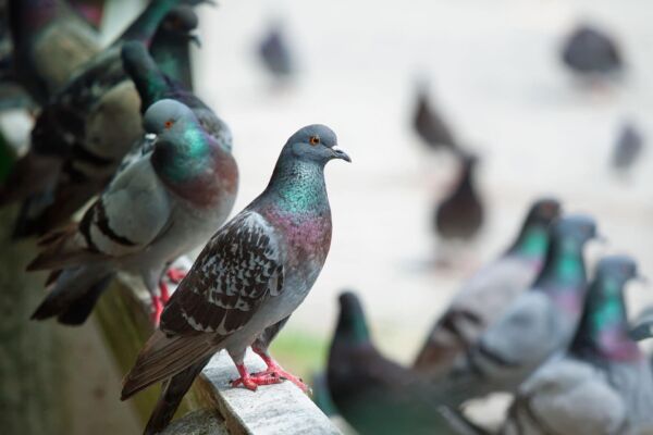 Pigeons en ville Pessac