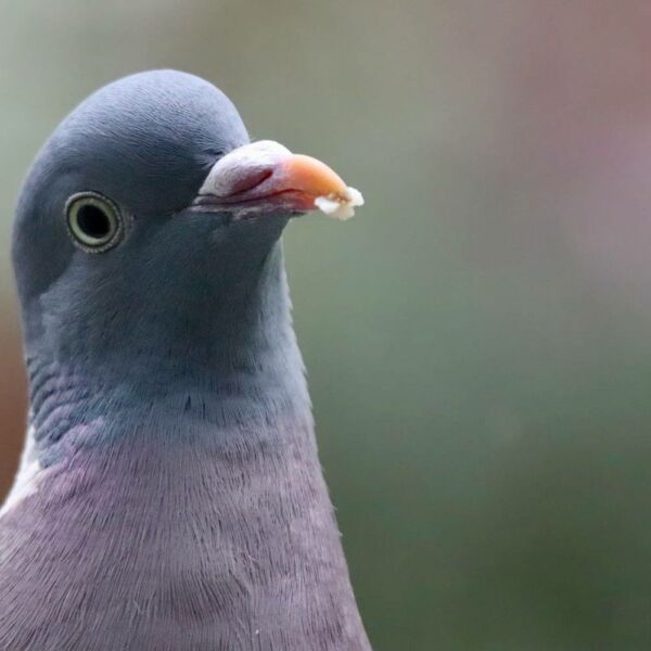 Se débarrasser pigeons Pessac
