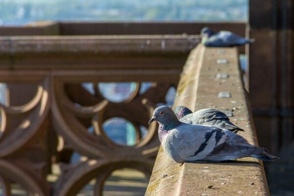 Fientes pigeons balcons Pessac