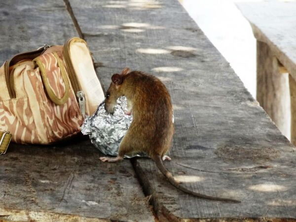 Rat poubelles Bordeaux