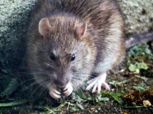 Pourquoi les rats quittent le navire ?