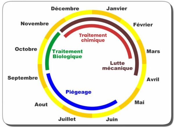 Cycle de vie des chenilles processionnaires