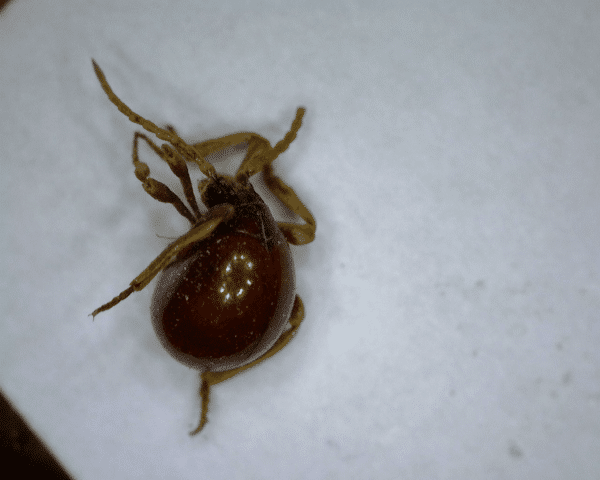 Eliminer les insectes de produits stockés à Bordeaux gibbium