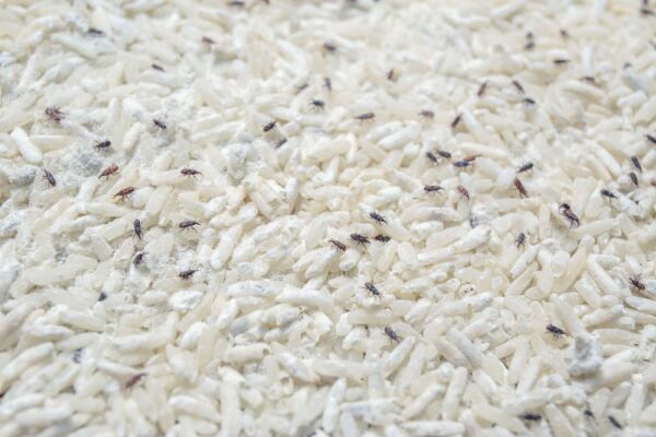 Mites alimentaires riz LGH