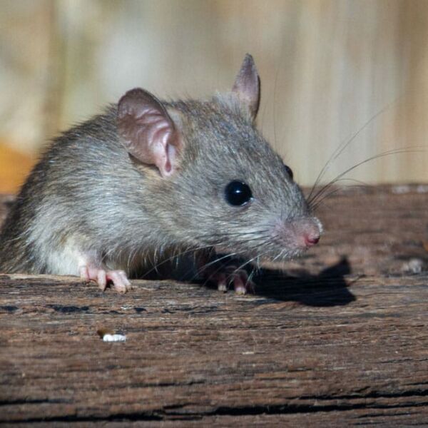 Que mangent les souris à Bordeaux