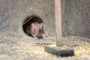 rat d'égout canalisations