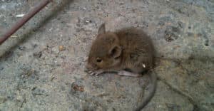 Ce que mangent les souris à Bordeaux