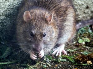 rat maladies