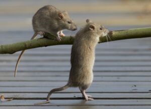 infestation rats loire atlantique