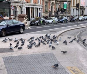pigeons rue nantes