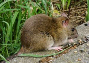 population rats nantes