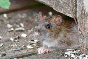 dératiseur-rats-nantes