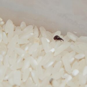 insectes agroalimentaire