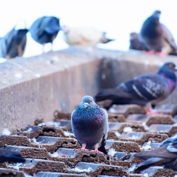 dépigeonnisation industrie pharma