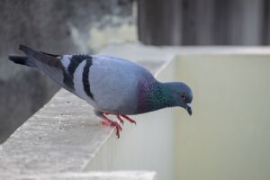 régulation pigeons industrie