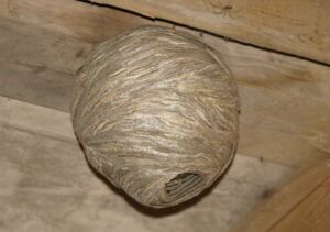 nid de guepes agroalimentaire