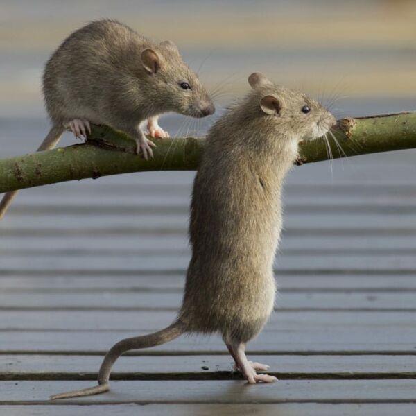 deratisation rats entreprots