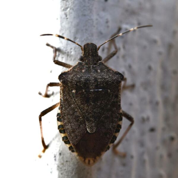 invasion punaises diaboliques