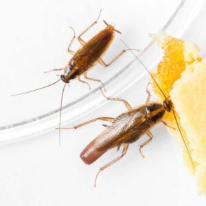 nuisibles agroalimentaire blatte