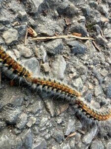 Chenilles processionnaires Toulouse