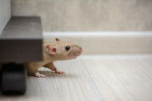 eliminer les rats